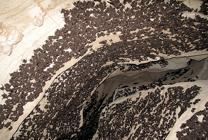 Bat Colony in Fern Cave, U.S.