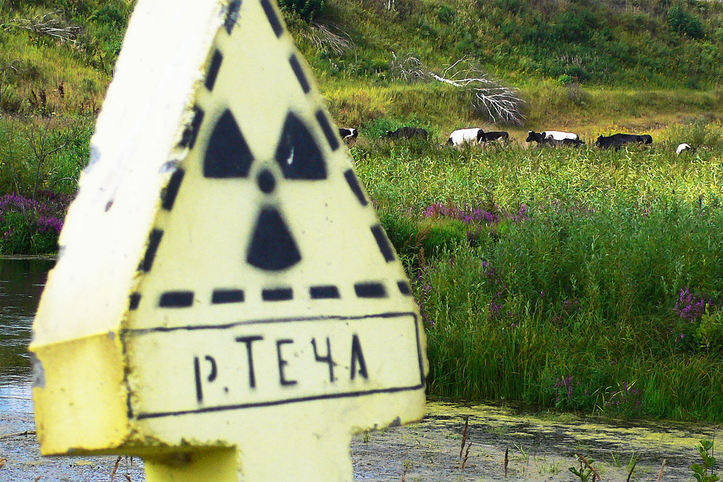 Cows grazing near Mayak nuclear weapons facility