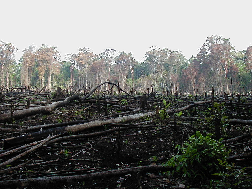 Rainforest in Mexico cleared for Agriculture