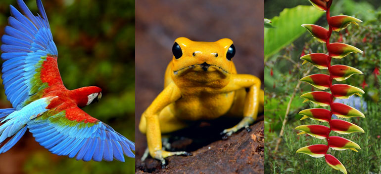 Colombian biodiversity