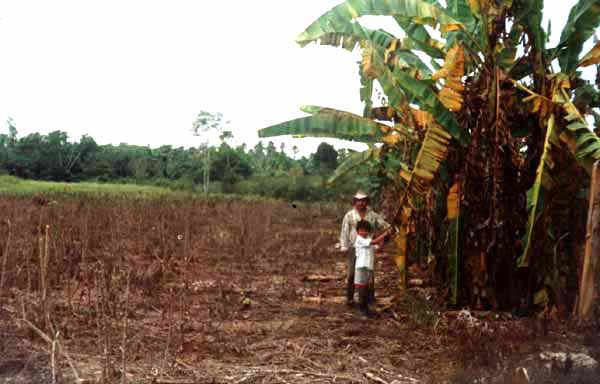 Yucca crops destroyed by aerial defoliation.
				Source: http://usfumigation.org